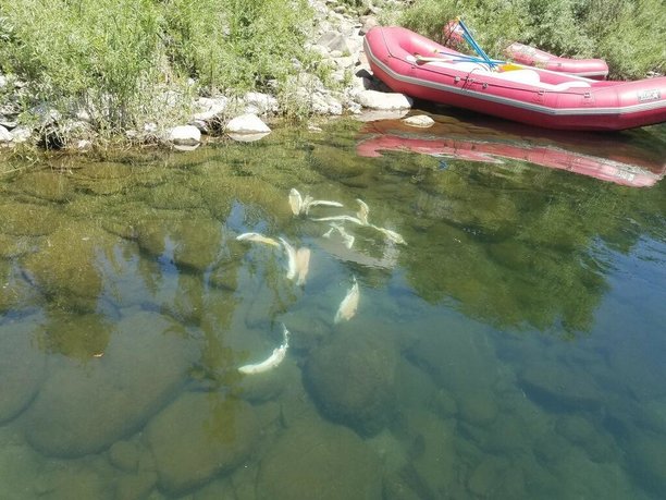 Poachers kill trout on Spokane River.jpg