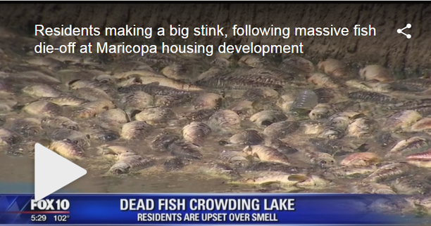 arizona fish die off.png