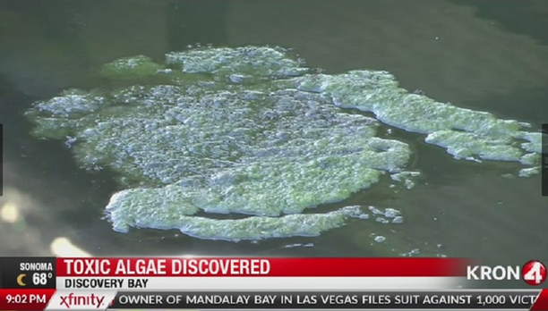 Blue-Green Algae.png