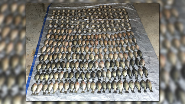 Husband and wife turned in by tipster for exceeding limit with more than 250 crappies.png