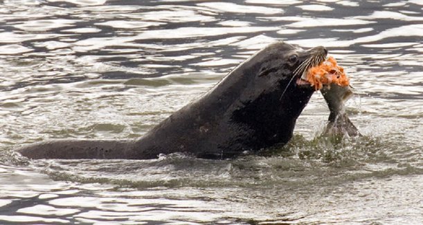 Targeting sea lions is a shrewd and responsible step for saving salmon runs.jpg