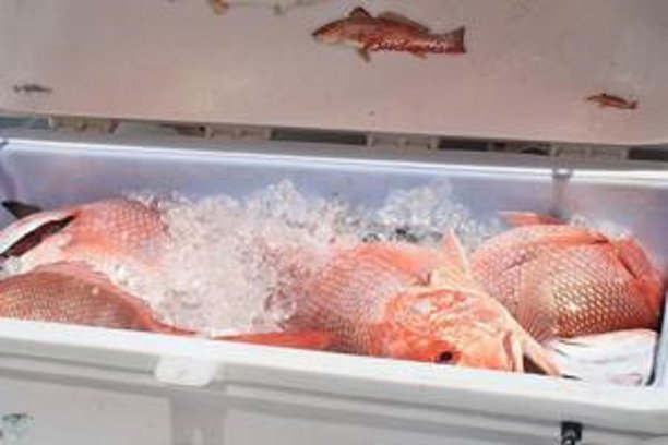 Cameron County game wardens received a call from South Padre Police Department stating they had come across an ice chest full of red snapper during a traffic stop.jpg