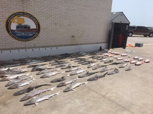 Four fishermen found with 59 sharks by Coast Guard.png