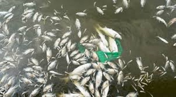 fish die off nebaraska olive creek lake.jpg