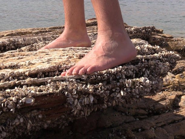 lake powell quagga mussels inspection.jpg