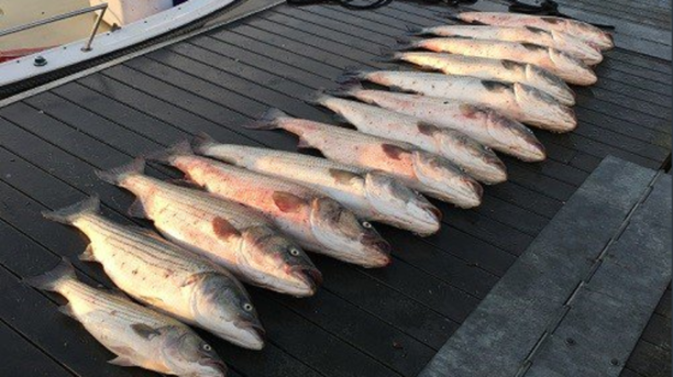 Fisherman cited for exceeding the striped bass catch limit.png