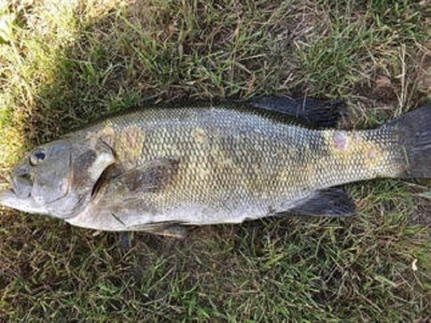Additional Lakes Have Been Found with Largemouth Bass Virus.jpg