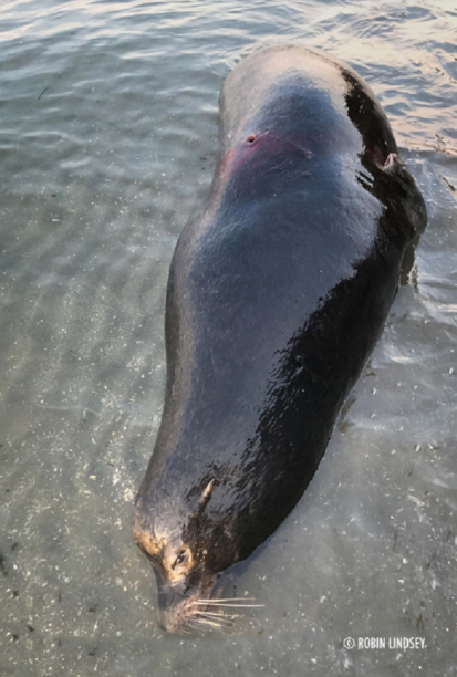 $20K Reward Offered for Info Sea Lion Shootings in washington.png