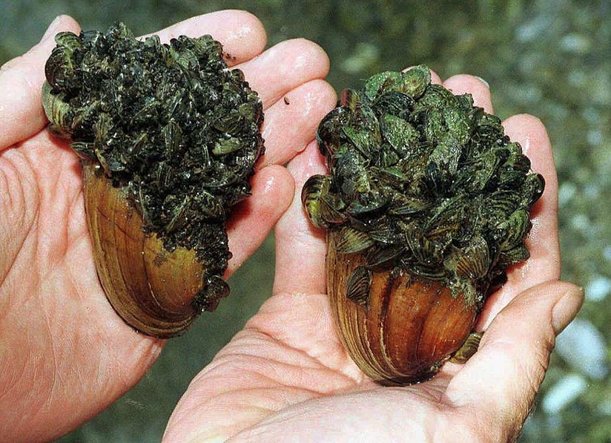 state fisheries scientists announced that zebra mussels had been discovered.jpg