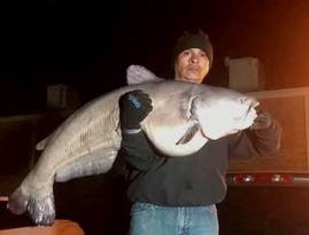 Record-Breaking Catfish Caught from Bank in Texas.jpg