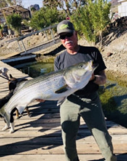 HavasuStriper-237x300.jpg