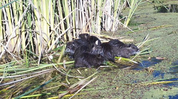 delta nutria rodent eradication.png