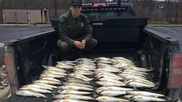 Caught with 80 walleye - 65 more than the legal limit....jpg