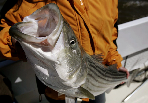 striped bass fishing season cancelled.png