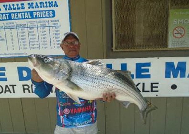 Kenny K. of Livermore landed this 30 pound striped bass on anchovies while he was fishing in the Narrows!.jpg