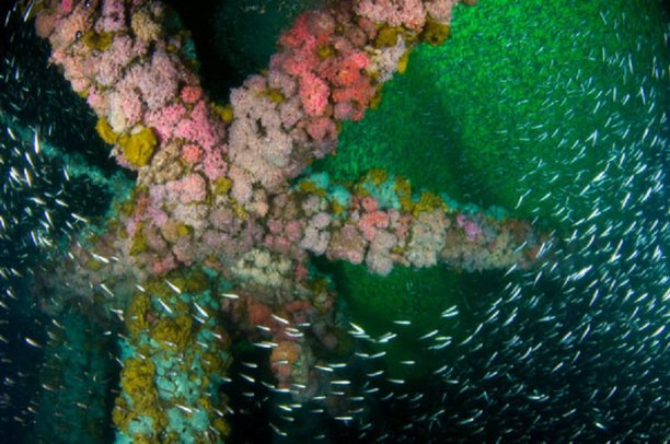 Permanent Artificial Reefs from Retired California Oil Rigs.jpg