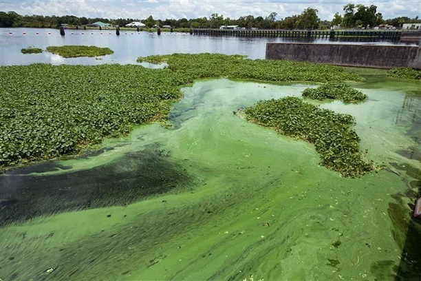 Wastewater Treatment Plant in Delta Causing Problems.png