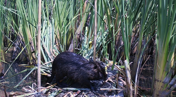 nutria in stockton delta 8.5 million to eradicate.png