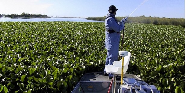 30 California Delta Herbicide Spraying.jpg