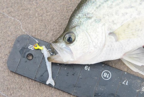 Fishing guides fined for over-the-limit, undersized crappie.jpg
