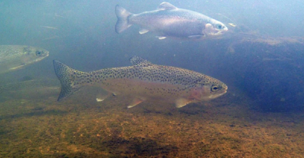 Frog changes summer trout stocking schedule in California.png