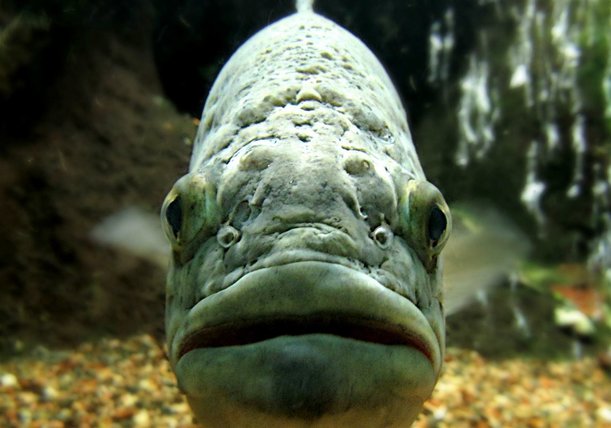 Study reveals why some largemouth bass are harder to catch.jpg