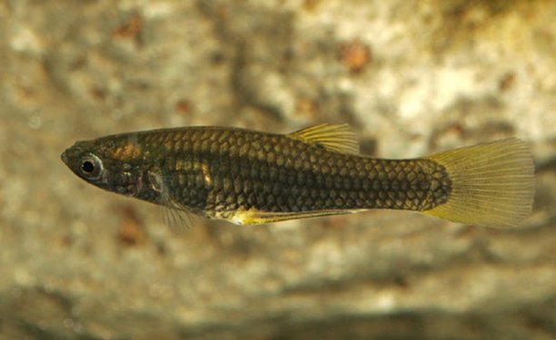 Endangered Minnow Plant Scheduled to Combat Mosquitos.jpg