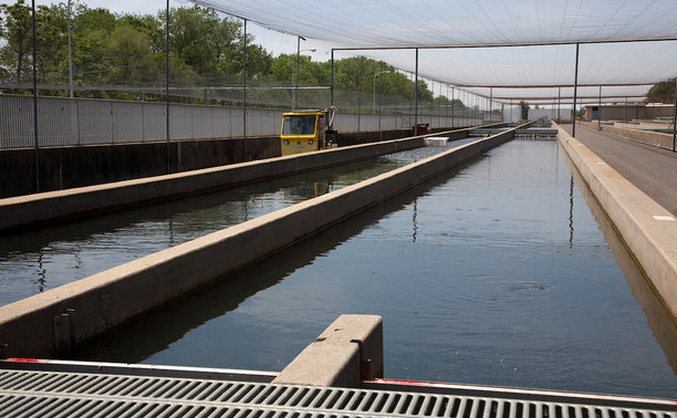 DBK_Feather_River_Fish_Hatchery-1277.jpg