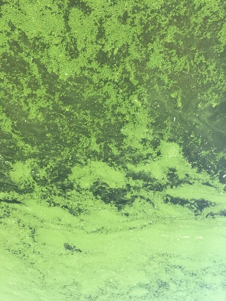 Mats, scum, or foam at the surface or along the shoreline can be a sign of Harmful Algal Blooms HABs. San Luis Dinosaur Pt Dock272616.jpg