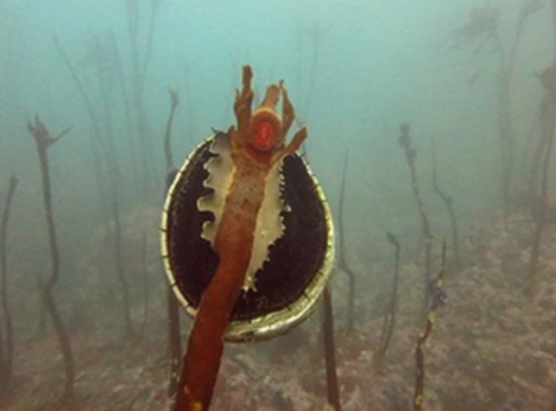 California's Disappearing Kelp Forests.png