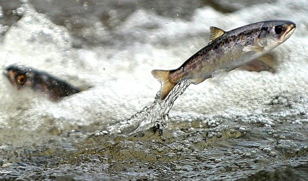 Salmon study may foil Trump’s plan to boost water deliveries to Central Valley farms.jpg