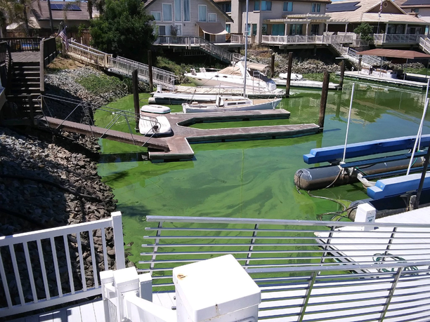 algae blooms stockton disco bay.png