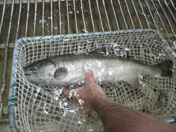 Reintroduced Salmon Return to California Rivers.jpg