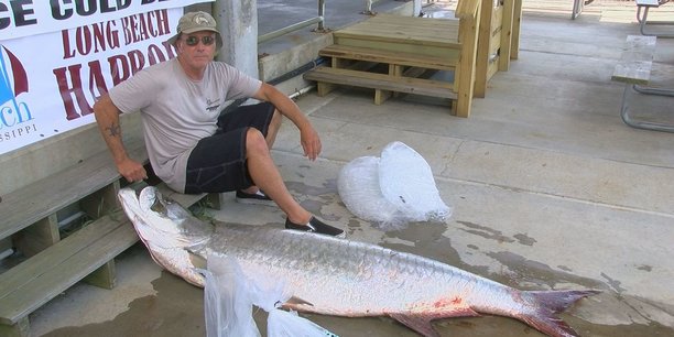 california potential record tarpon.jpg