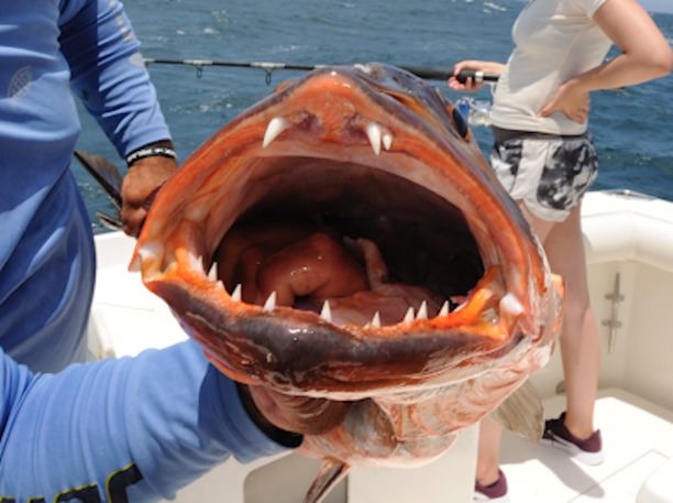 SoCal father and daughters reel in trifecta catch involving a ferocious type of snapper.png