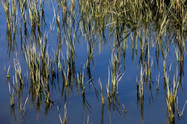 New maps show how little is left of West Coast estuaries.jpg