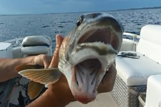 fish with two mouth.png