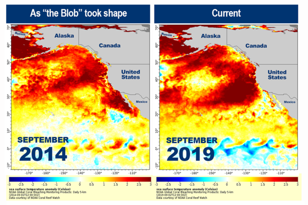 west coast blob heat wave.png