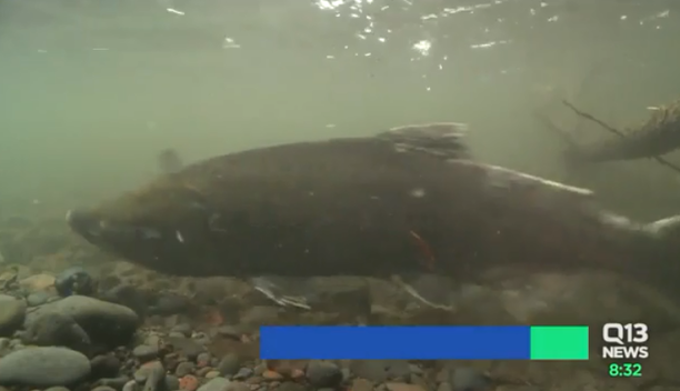 toxins report to poison chinook.png