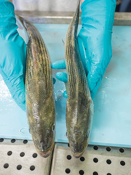 striped bass mycobacteria.jpg