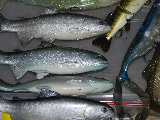 SSC_0260.JPG