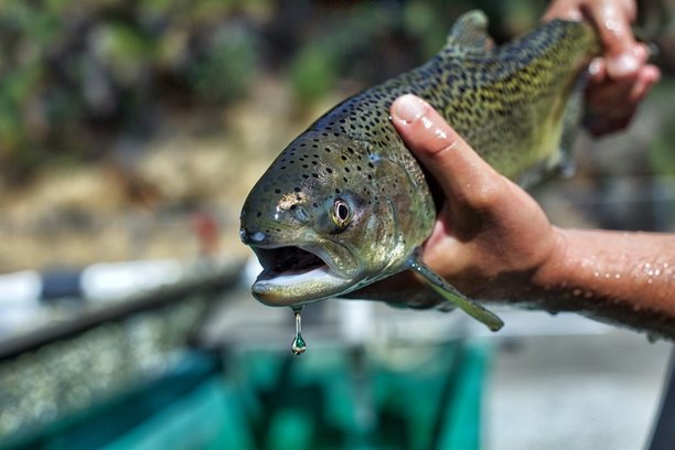 Chinook Salmon Increase with Millions of Offspring.jpg