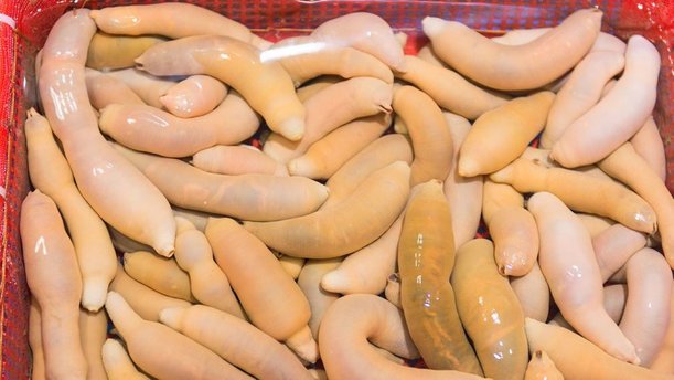 Urechis-unicinctus.jpg