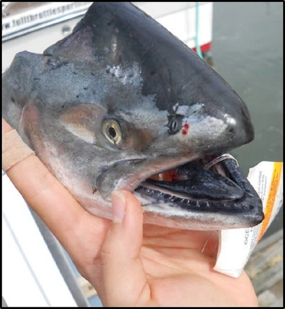 Rare 7-year-old Chinook Salmon Caught in California.png