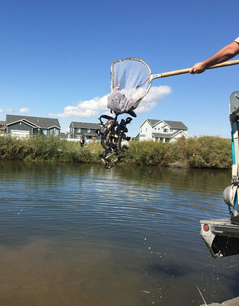 DWR stocks over 10 million fish throughout Utah in 2019.jpg