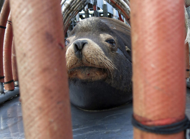 1226_SPT_SEALIONS.jpg
