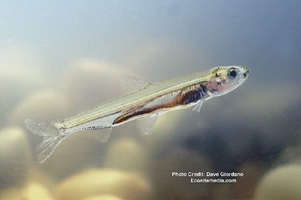 2nd Year No Delta Smelt Found.jpg