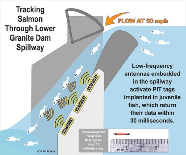 1st system detecting fish rushing with water through spillway at federal dams.jpg