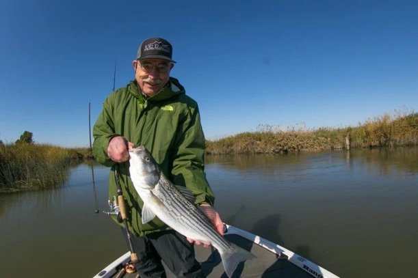 Striped Bass An Important Indicator Species in the Delta.jpg