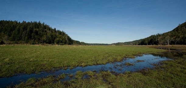 Findings Report Pipeline in Oregon Will Not Jeopardize Species.jpg